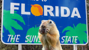 Florida Gopher Eating in front of Florida sign