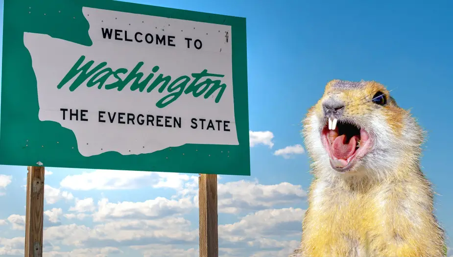 Washington Gopher