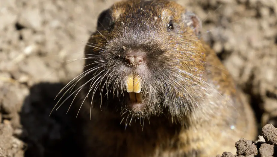 Pocket gopher with big teeth in gopher hole