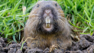 Pocket Gopher showing big teeth by Gopher hole