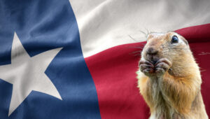Gopher eating in front of large Texas Flag