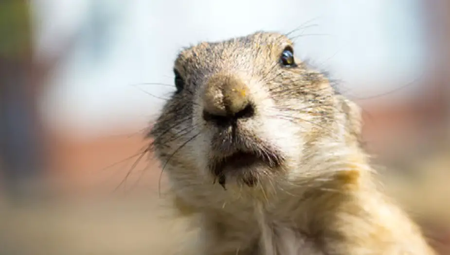 Pocket Gopher looking for food