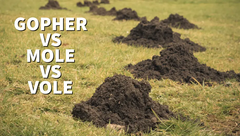 Gopher Mound vs Mole Mound vs Vole Mound | Top 5 Differences