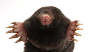 Mole control