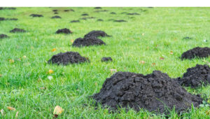 Gopher vs Mole damage shown in mounds