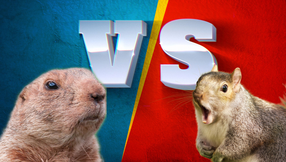 Gopher vs Squirrel: Top 10 Differences