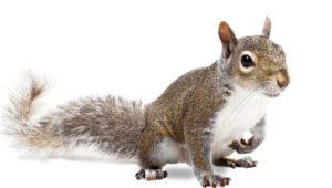 Gopher vs Squirrel facing off