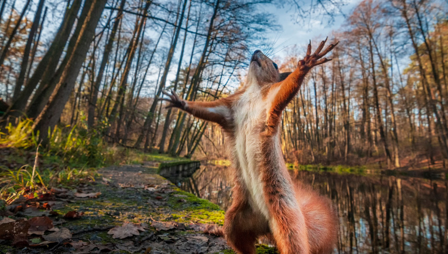 Squirrel reaching out