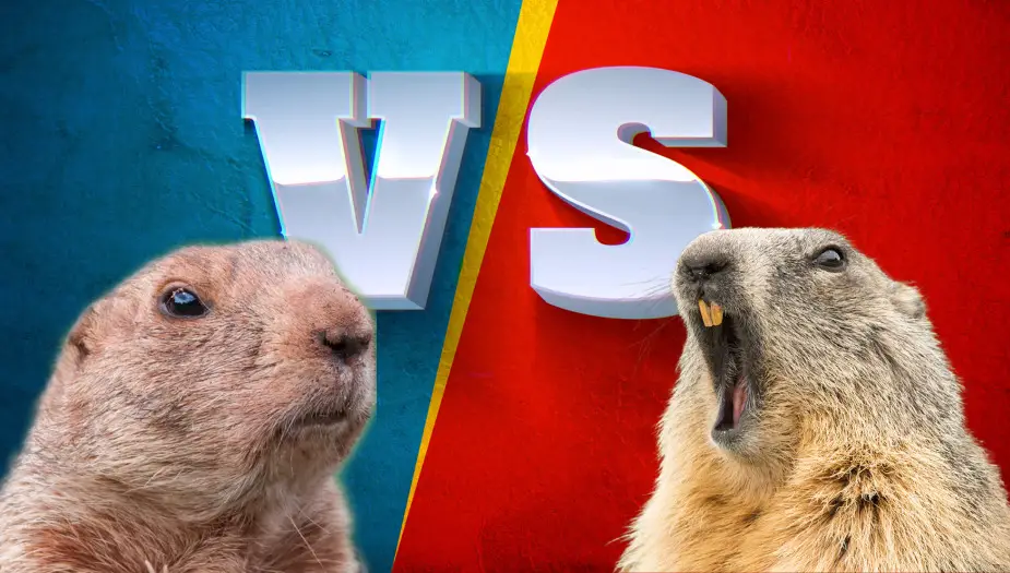 Gopher vs Groundhog faceoff