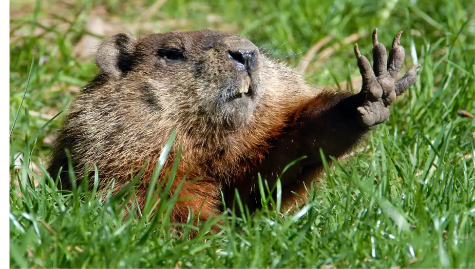 Groundhog with hand out after causing damage