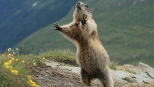 Groundhog reaching out show his size
