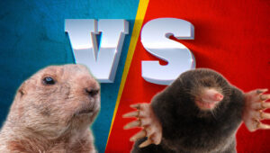 Gopher Vs Mole Control