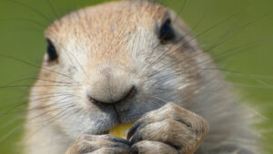 Blind gopher up close
