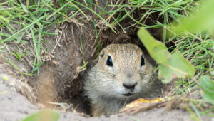 Nocturnal Gopher coming out of gopher hole