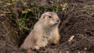 Gopher Burrow with Gopher in Gopher Tunnel