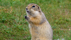 Gopher looking into distant with great eyesight