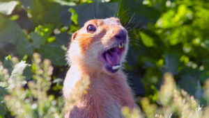 Gopher screaming trying to see