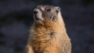 Gopher awakening from slumber