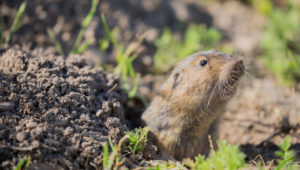 gopher about to climb tree