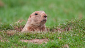 Gopher in his habitat