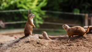 gophers looking out on whether gophers are friendly to humans