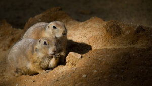 gophers wondering are gophers sensitive to light