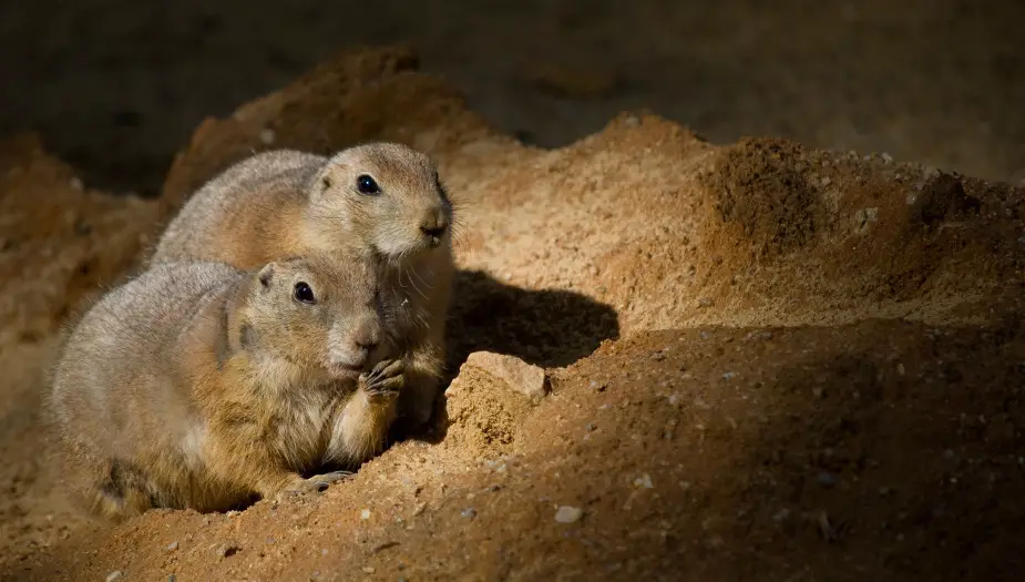 gophers wondering are gophers sensitive to light