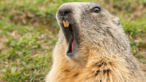 are groundhogs aggressive