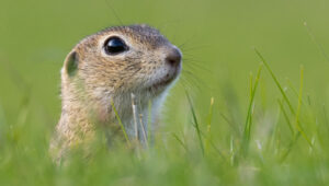 are ground squirrels and gophers related