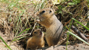 gophers and ground squirrels eating food
