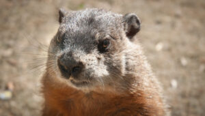 groundhog showing his aggression