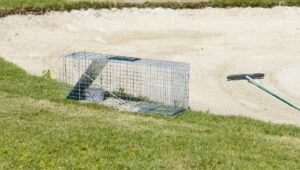 Can gophers smell human scent on traps