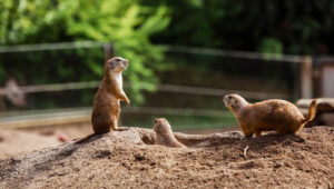 Cats and gophers