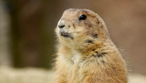 gopher thinking about do gophers drink water
