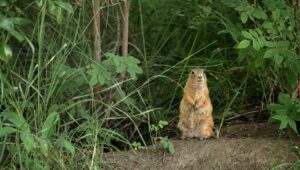 gopher thinking about be a good pet