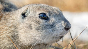 gophers and dawn dish soap