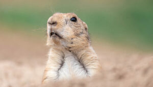 gophers and human scent