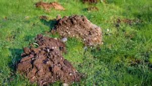 gopher holes and mounds affecting soil fertility