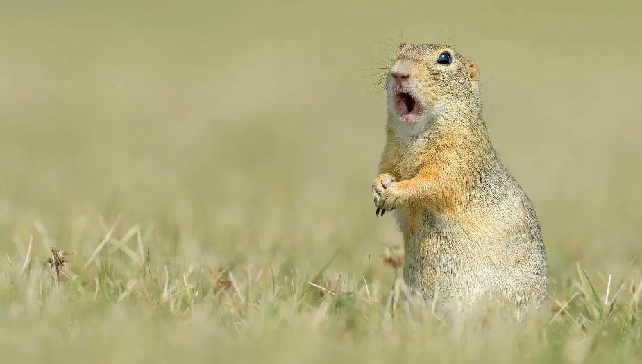 how-do-i-protect-my-yard-from-gophers-gopher-nuts