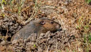 Can Groundhogs Hurt You