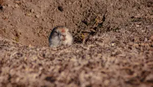how deep are gopher holes