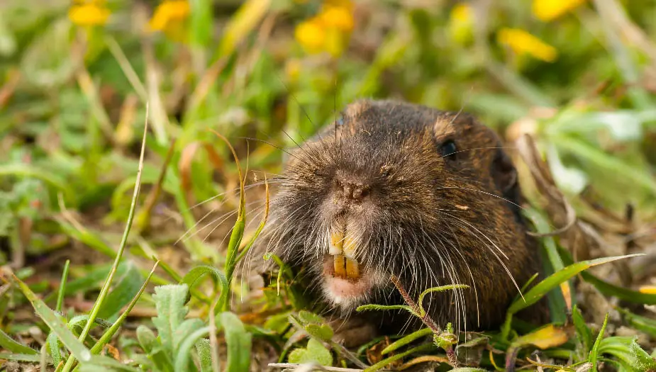 How Deep Are Gopher Holes? Gopher Nuts