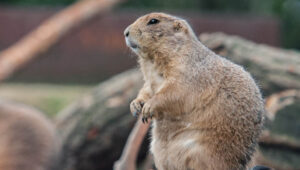 gopher and his thoughts about water
