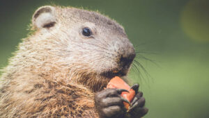 getting rid of groundhogs and gophers
