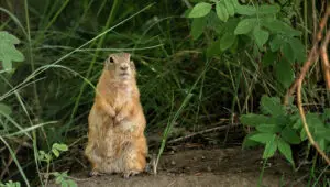 how to get rid of this gopher by flooding