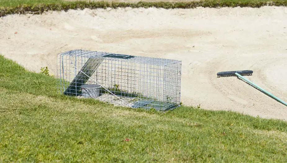 gopher trap