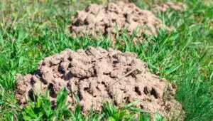 gopher mound and gopher yard protection
