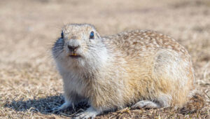 pet gopher