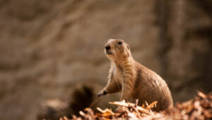 Gopher looking out for animals that kill gophers