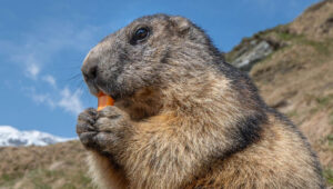 Bad Groundhog Under House